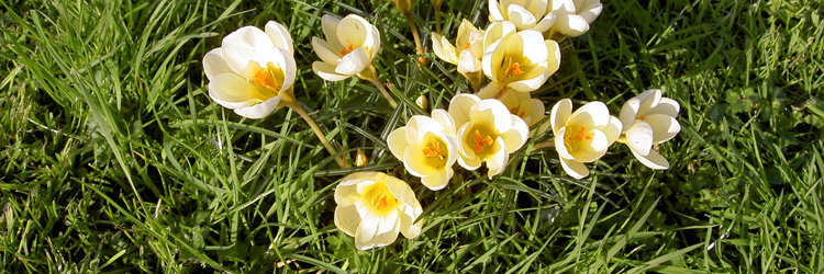 flowers1