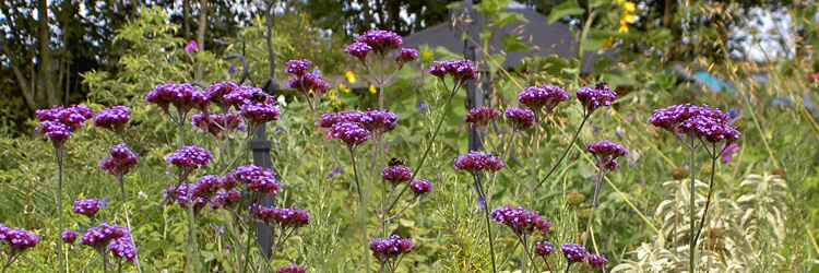 flowers2