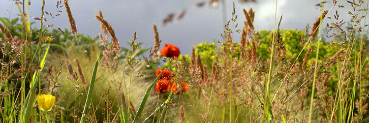 flowers4