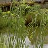 Pond0001Layer5